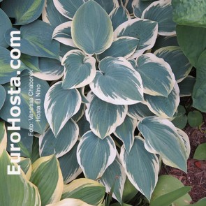 Hosta El Nino - Eurohosta