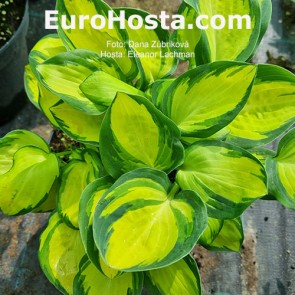 Hosta Eleanor Lachman