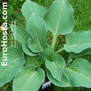 Hosta Eminence Grise