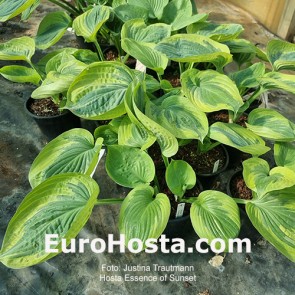 Hosta Essence of Sunset