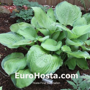 Hosta Final Summation - Eurohosta