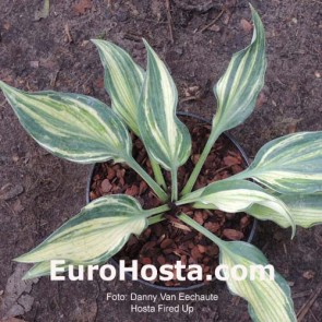 Hosta Fired Up