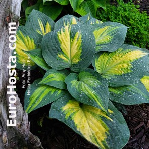 Hosta Forbidden Fruit - Eurohosta