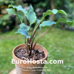 Hosta Frisian Charming Lady