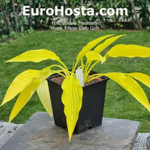 hosta Frisian Early Gold