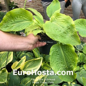 Hosta Frisian Falls