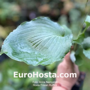 Hosta Frisian Ruffles