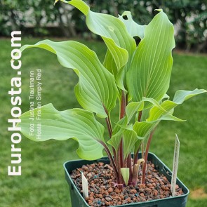 hosta Frisian Simply Red