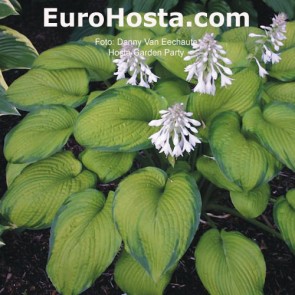 Hosta Garden Party