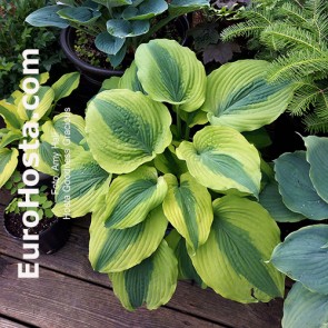 Hosta Goodness Gracious - Eurohosta