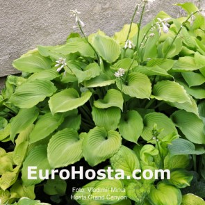 Hosta Grand Canyon