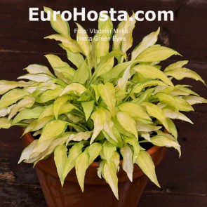 Hosta Green Eyes