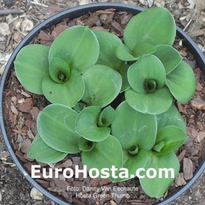 Hosta Green Thumb