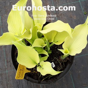 Hosta Grey Ghost