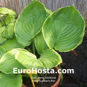 Hosta Gunther's Rim