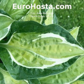 hosta Gypsy Lemon