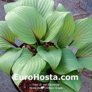 Hosta Hollar Crimson Crape