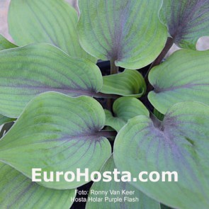 Holar Purple Flash
