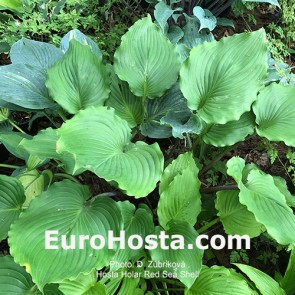 Hosta Valley's Bluegrass