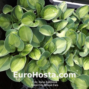 Hosta Holy Mouse Ears 