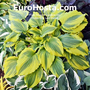 Hosta One Last Dance