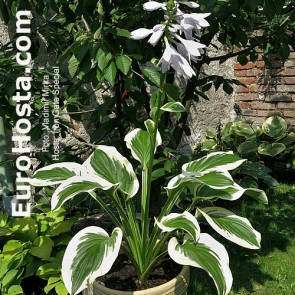 Hosta Iron Gate Special