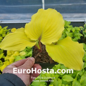 Hosta Jessica Alba