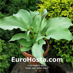 Hosta Jolly Green Giant