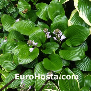 Hosta Joseph - Eurohosta