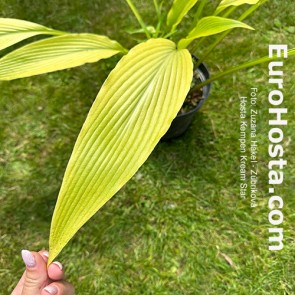 Hosta Kempen Cream Star