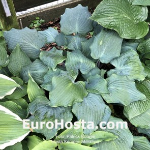 Hosta Kempen Metallica