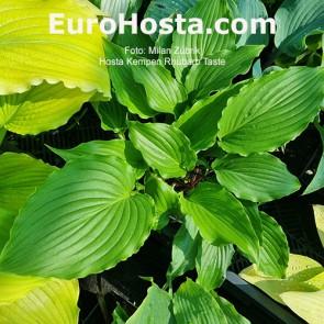 Hosta Kempen Lutino Bird