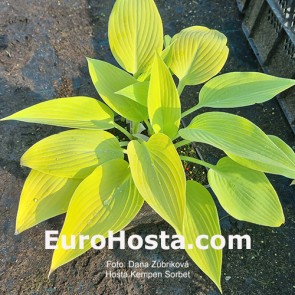 hosta Kempen Sorbet 