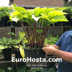 Hosta Kinba