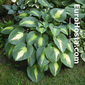 Hosta Lakeside Shore Master - Eurohosta