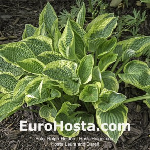 Hosta Laura and Darrell