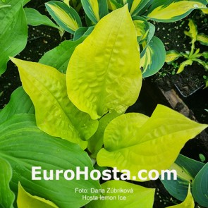 Hosta Lemon Ice