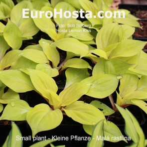 hosta Lemon Kiss