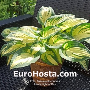 Hosta Light of Day