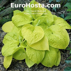 Hosta Love’s Purest Light