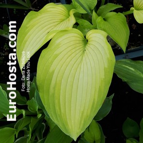 Hosta Made You Look