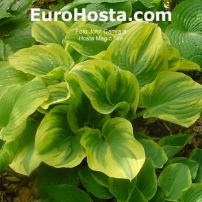 Hosta Magic Fire