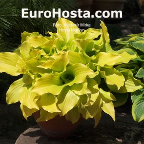 Hosta Marilyn