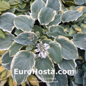 Hosta Northern Exposure - Eurohosta