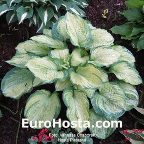 Hosta Pistache - Eurohosta