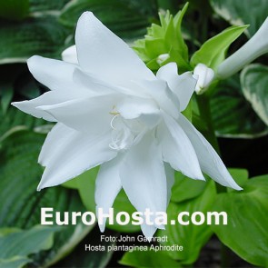 hosta plantaginea Aphrodite