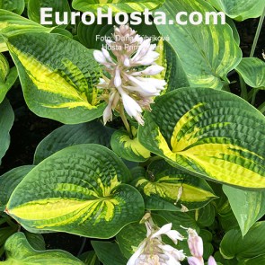 Hosta Prime Mark