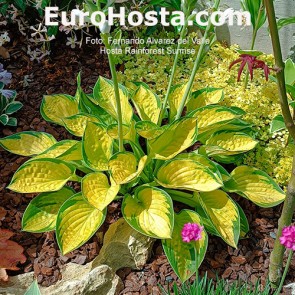 Hosta Rainforest Sunrise