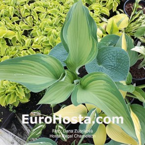 Hosta Regal Chameleon