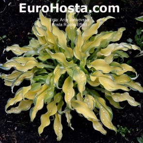 Hosta Ripple Effect - Eurohosta